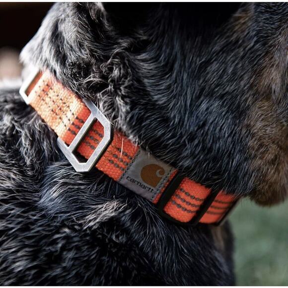 Carhartt Dog Collar Hunter Reflective Orange/ Nickel Medium 12" To 18" NWT - Picture 6 of 6